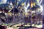 photo of the coconut  plantation